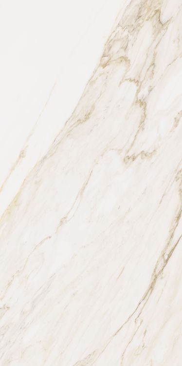 Omnia Calacatta Matte 24 x 48